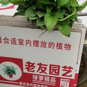 老友绿萝180cm自产自销。四盆起包邮。量大从优。