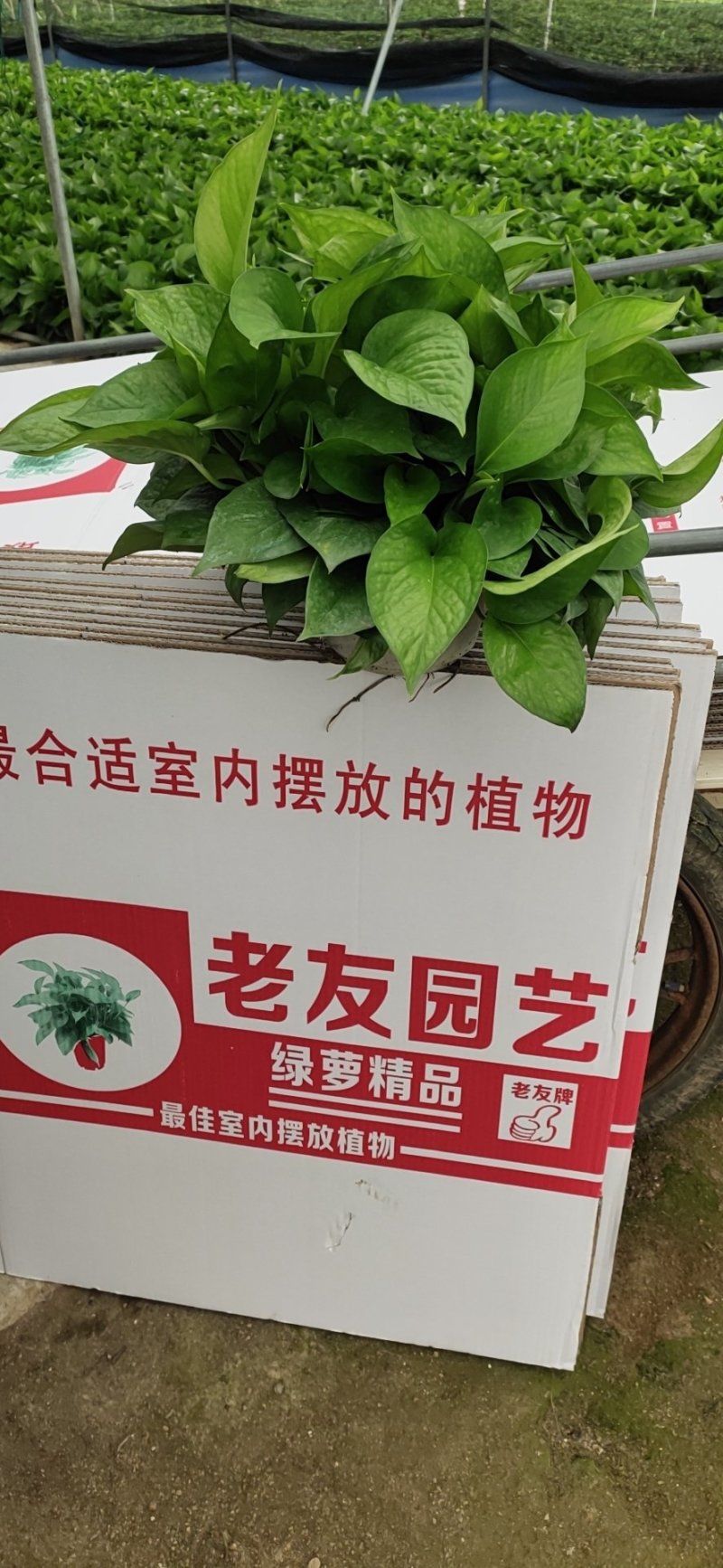 老友绿萝180cm自产自销。四盆起包邮。量大从优。