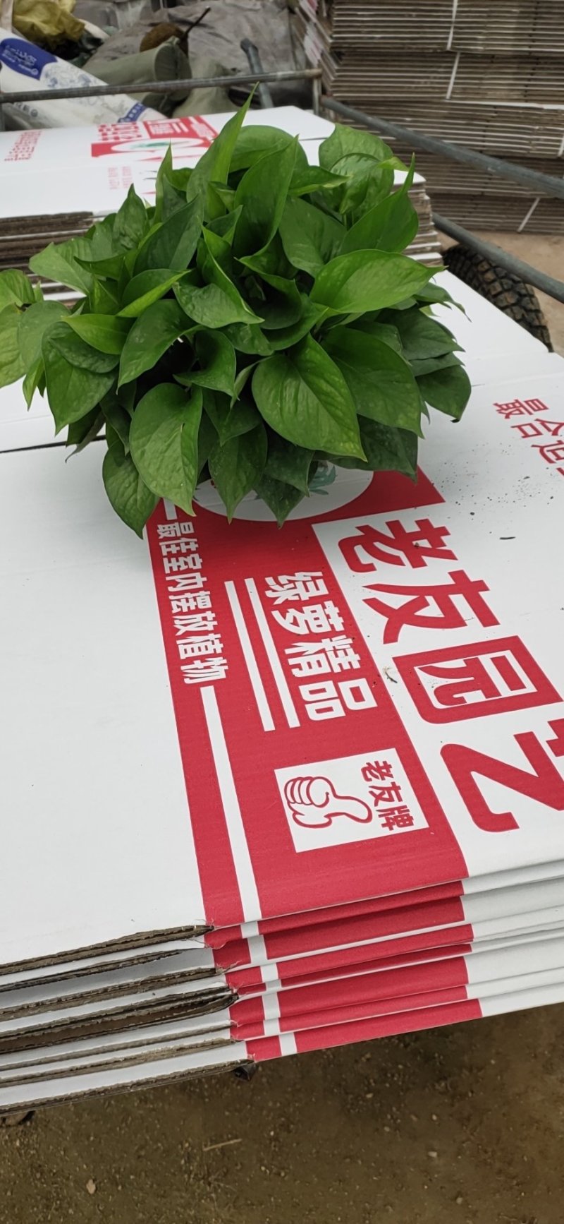 老友绿萝180cm自产自销。四盆起包邮。量大从优。