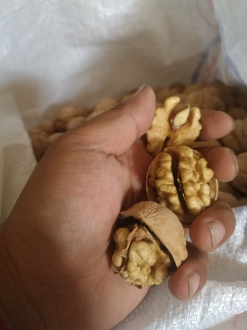 阿克苏185纸皮核桃/185纸皮核桃/新疆纸皮核桃新货