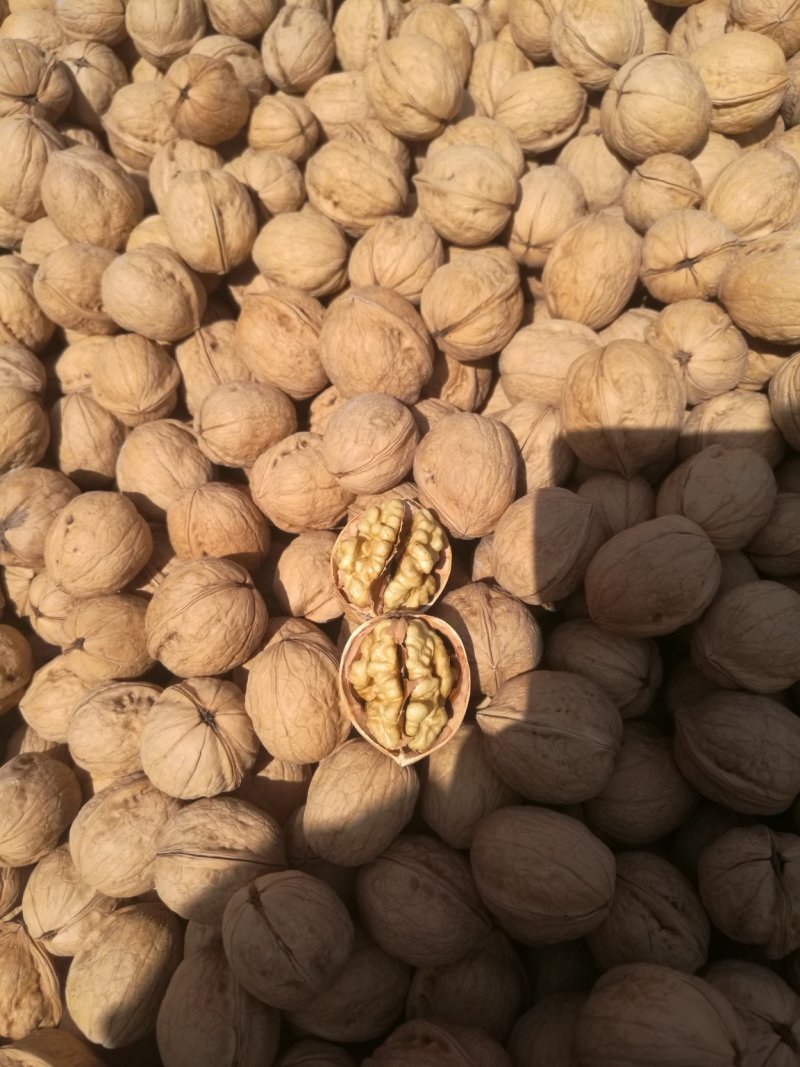 阿克苏185纸皮核桃/185纸皮核桃/新疆纸皮核桃新货