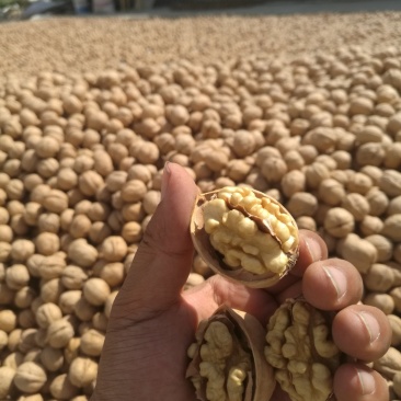 阿克苏185纸皮核桃/185纸皮核桃/新疆纸皮核桃新货