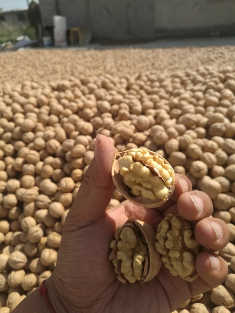 阿克苏185纸皮核桃/185纸皮核桃/新疆纸皮核桃新货