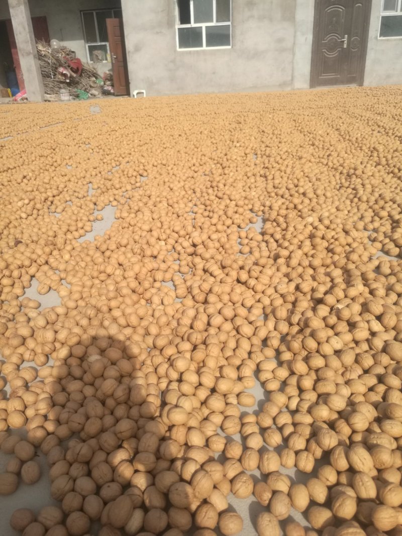 阿克苏185纸皮核桃/185纸皮核桃/新疆纸皮核桃新货