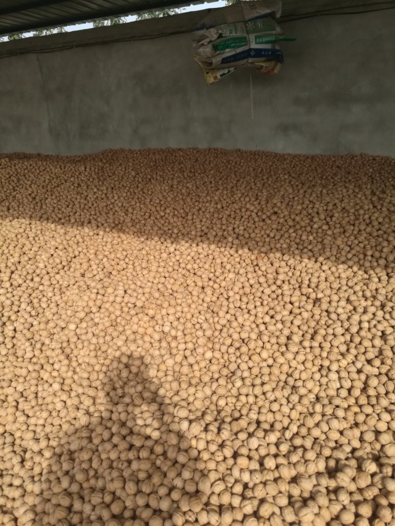阿克苏185纸皮核桃/185纸皮核桃/新疆纸皮核桃新货
