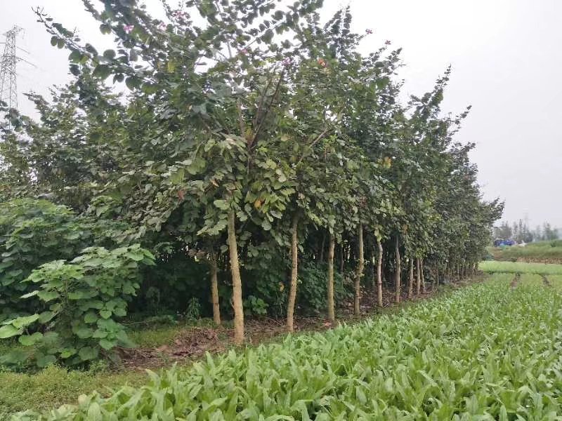 绿化苗木，红花洋踢夹，紫荊花