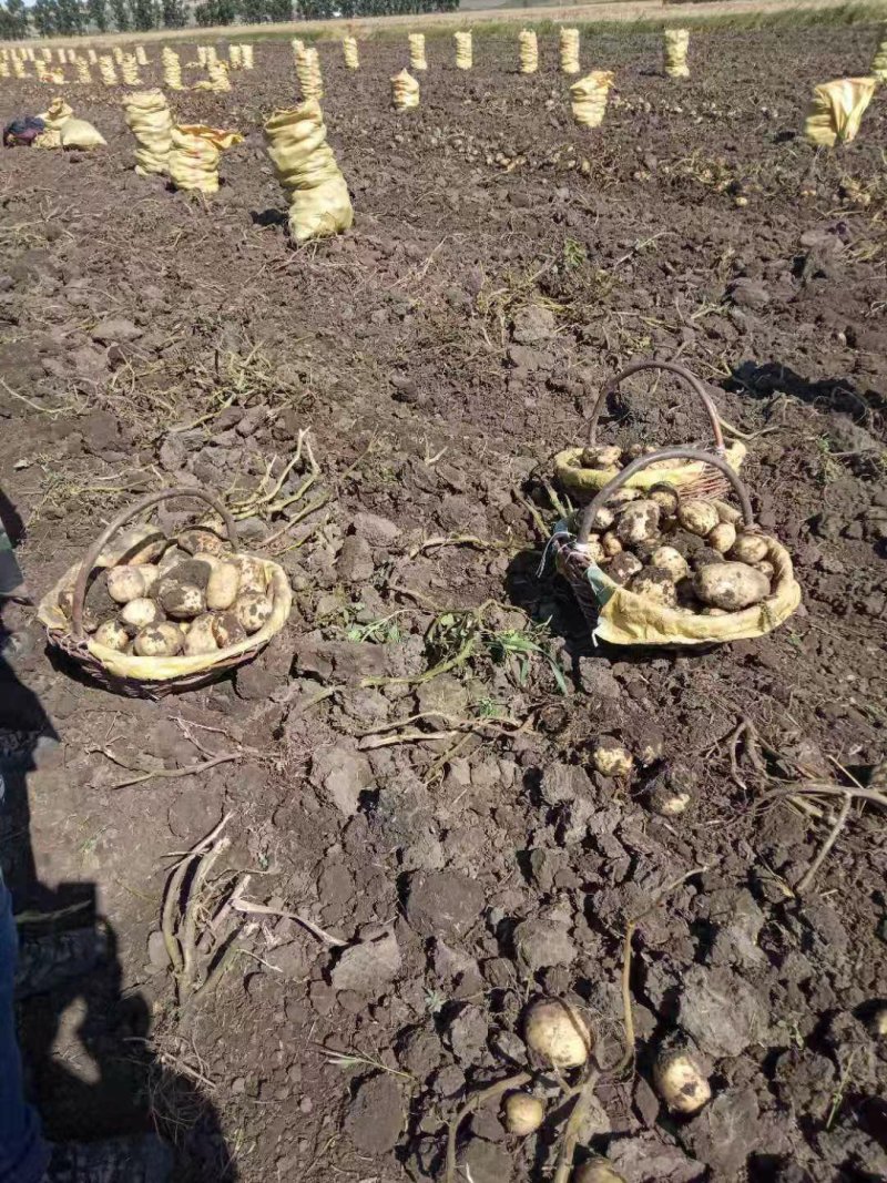 呼伦贝尔＃自家种植＃土豆大面积上市