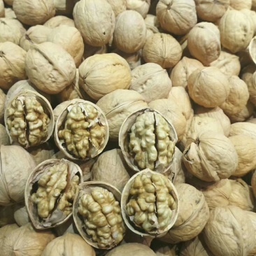 185纸皮核桃（个个尖白仁）