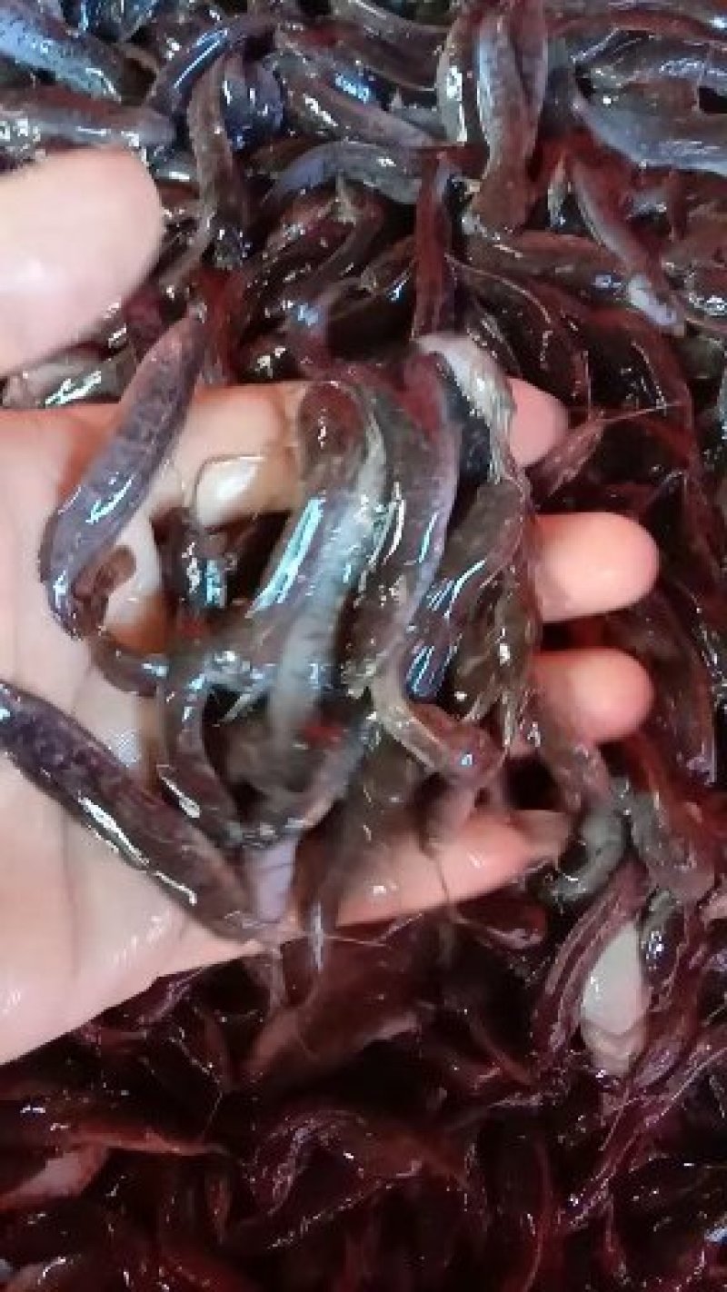 快大型塘鲺鱼苗三黄塘虱基地一手直供(水花出售)
