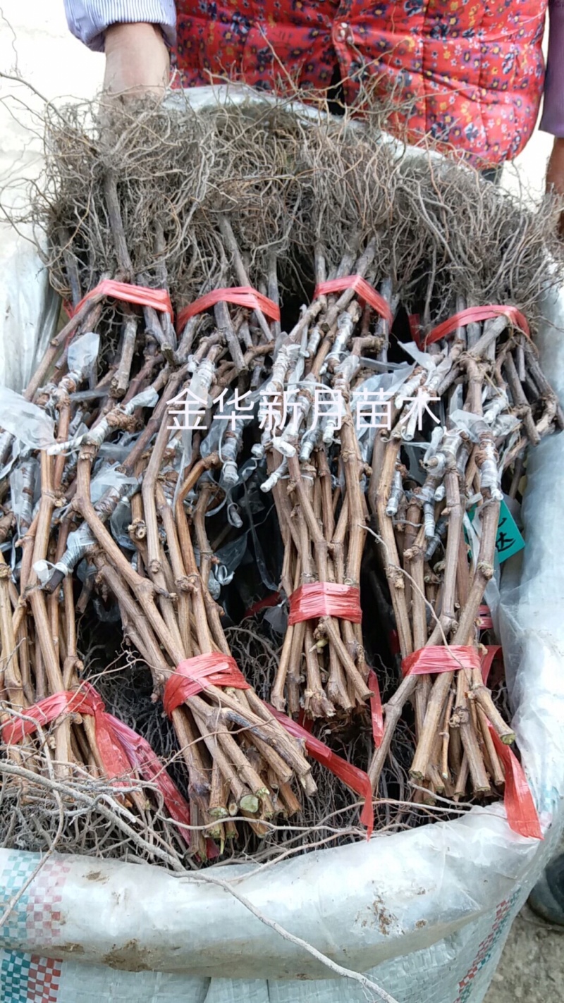 浙江葡萄苗基地葡萄苗木批发金华葡萄苗