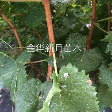 浙江葡萄苗基地葡萄苗木批发金华葡萄苗