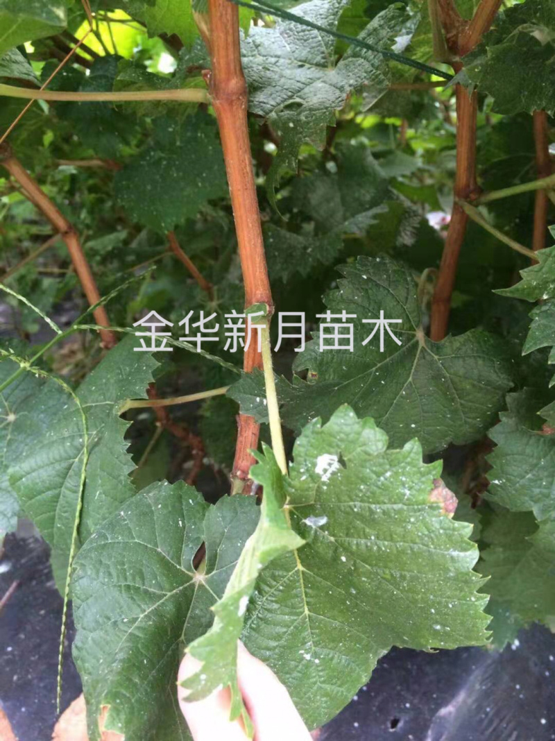 浙江葡萄苗基地葡萄苗木批发金华葡萄苗