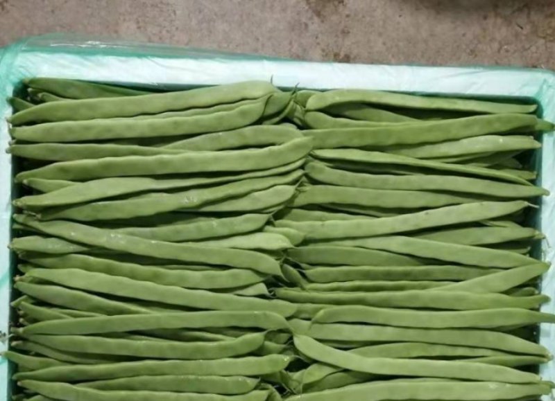 四季豆扁豆小金豆刀豆25-30cm原产地直供