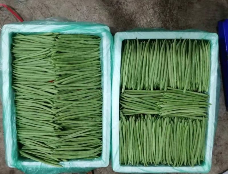 四季豆扁豆小金豆刀豆25-30cm原产地直供