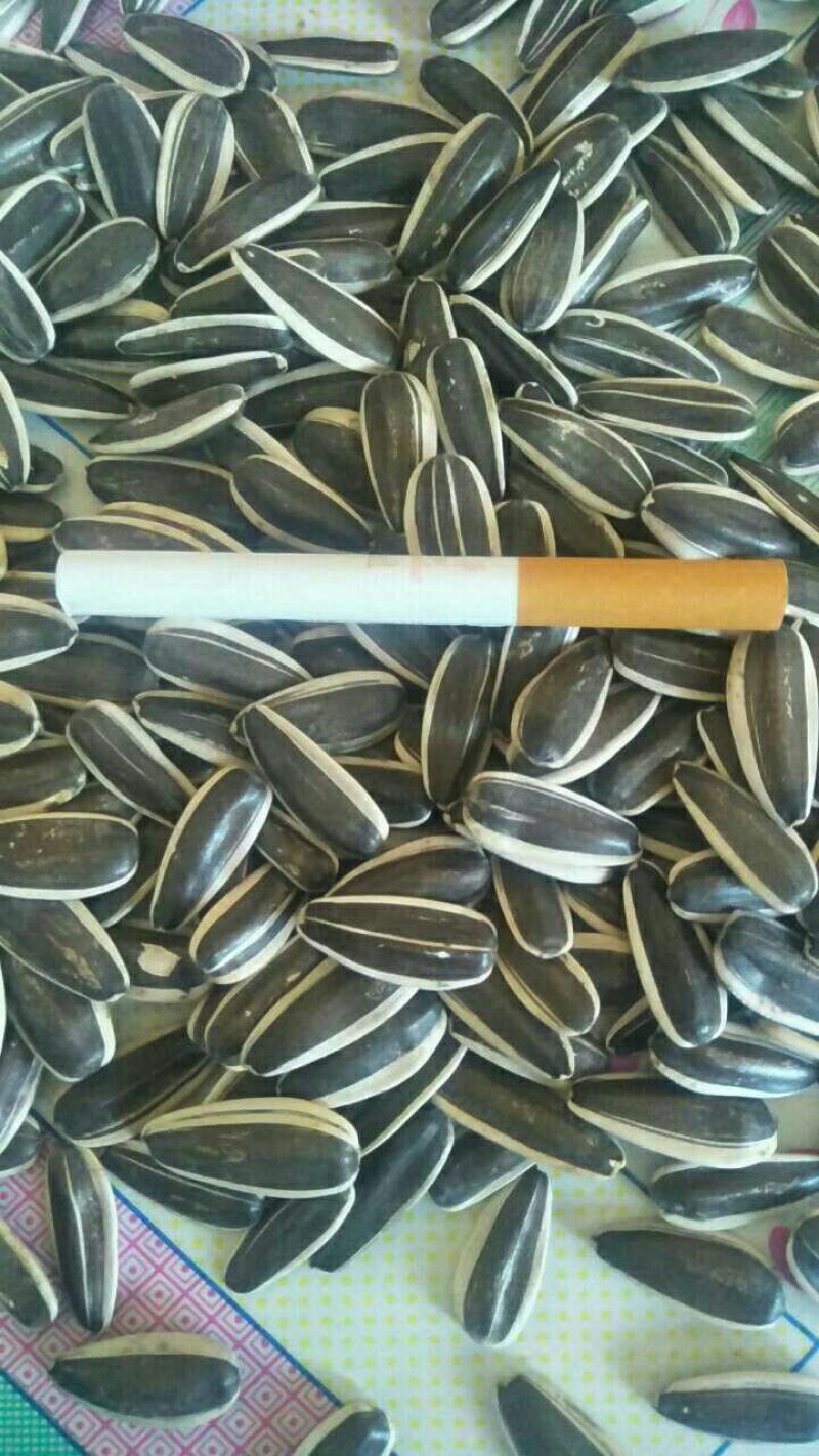 瓜子