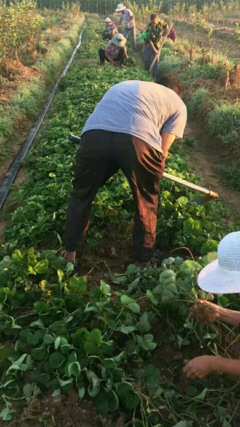 【热卖中】妙香七号草莓苗草莓苗多买多送比较好的草莓苗品种