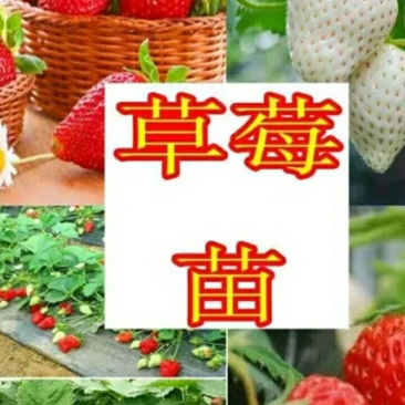 【热卖中】妙香七号草莓苗草莓苗多买多送比较好的草莓苗品种