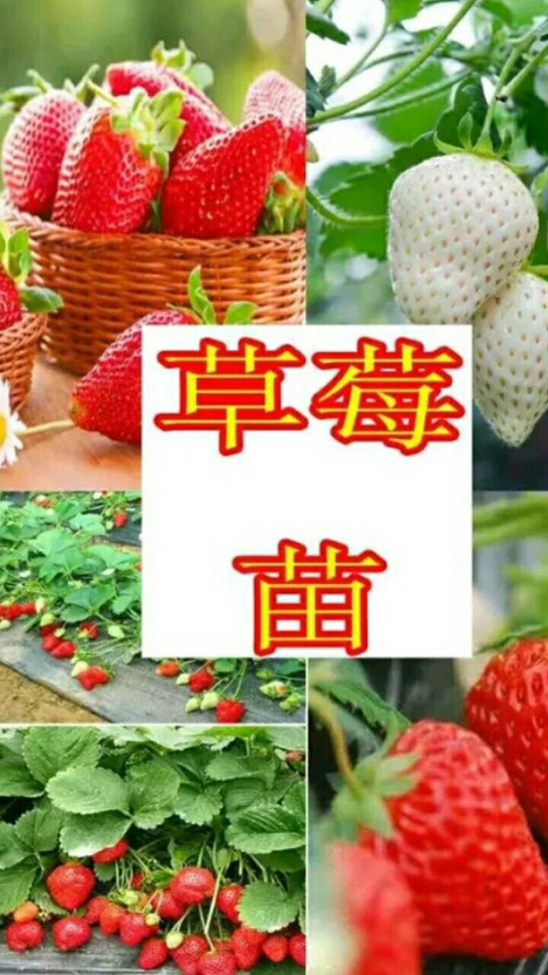 【热卖中】妙香七号草莓苗草莓苗多买多送比较好的草莓苗品种