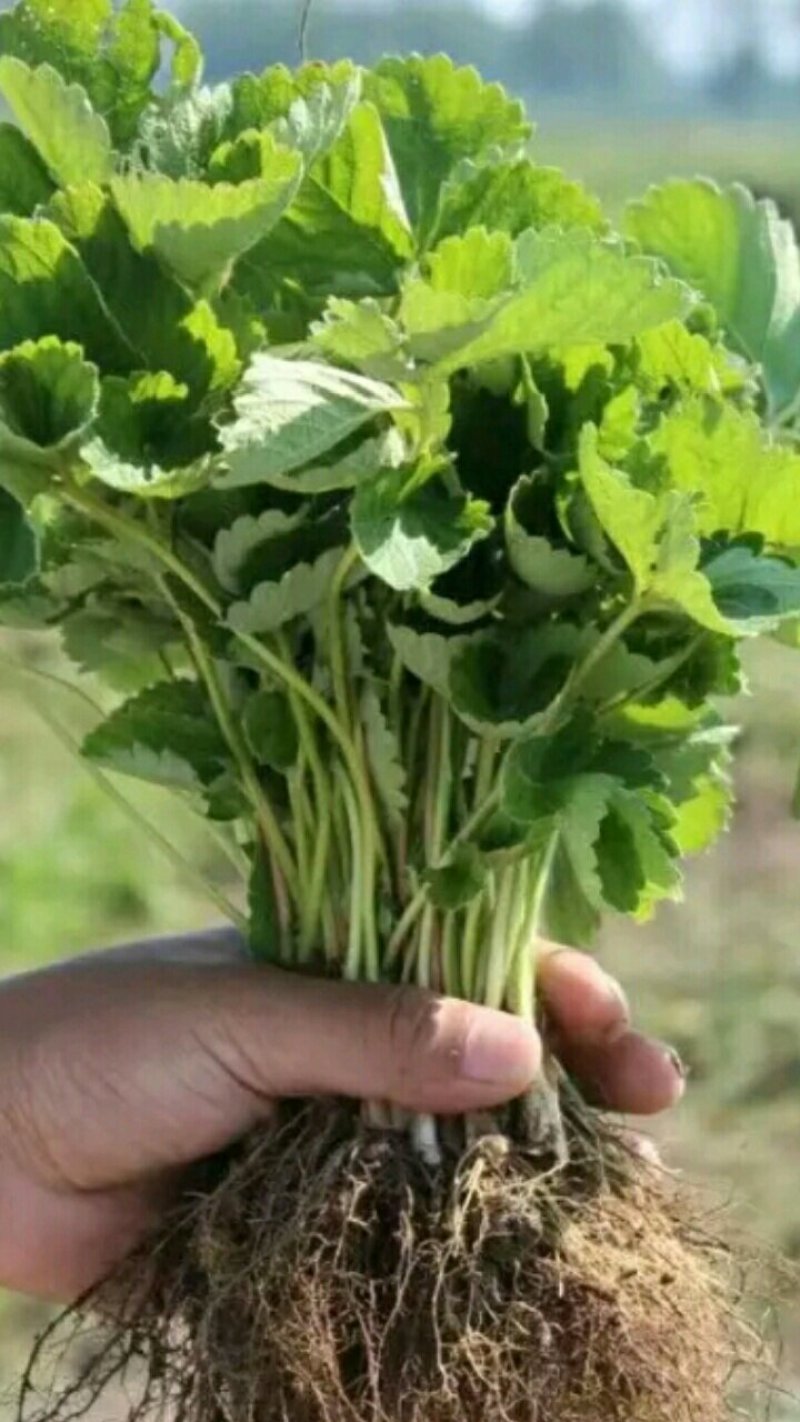 【热卖中】妙香七号草莓苗草莓苗多买多送比较好的草莓苗品种