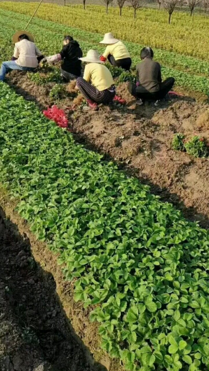 【热卖中】妙香七号草莓苗草莓苗多买多送比较好的草莓苗品种