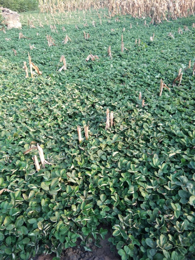【热卖中】妙香七号草莓苗草莓苗多买多送比较好的草莓苗品种