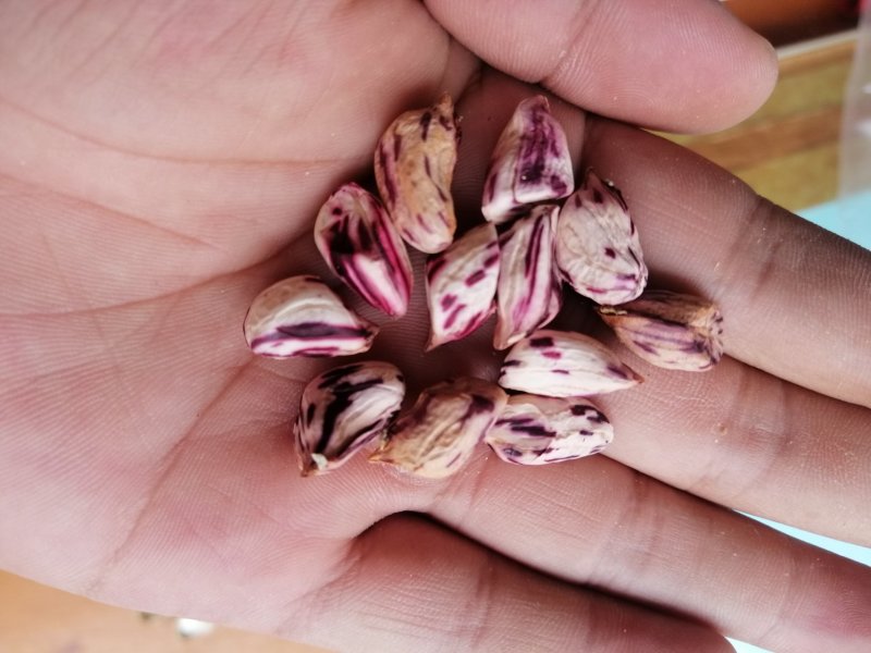 七彩花生七彩花生米云南七彩花生缅甸七彩花生产地直发