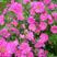 翠菊种子四季种易活种籽花卉冬季室外开花不断花混色