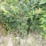 【推荐】油茶苗大量上市产地直供高产优质量大优惠欢迎联系