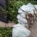 【推荐】油茶苗大量上市产地直供高产优质量大优惠欢迎联系