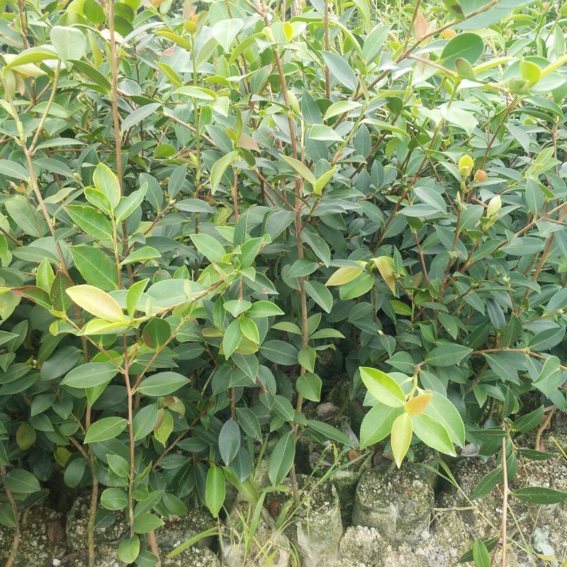 【推荐】油茶苗大量上市产地直供高产优质量大优惠欢迎联系