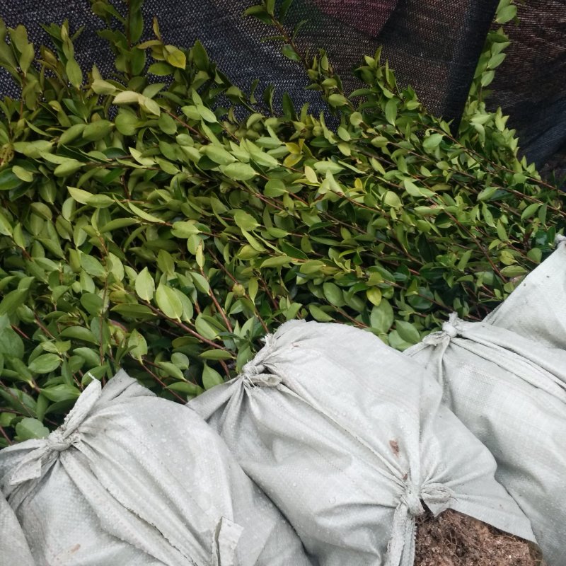 【推荐】油茶苗大量上市产地直供高产优质量大优惠欢迎联系