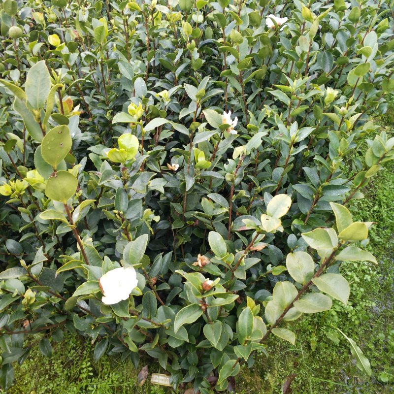 【推荐】油茶苗大量上市产地直供高产优质量大优惠欢迎联系