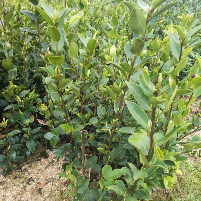 【推荐】油茶苗大量上市产地直供高产优质量大优惠欢迎联系
