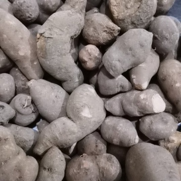 三叶青优质无硫三叶青产地直销常年批发中药材花茶