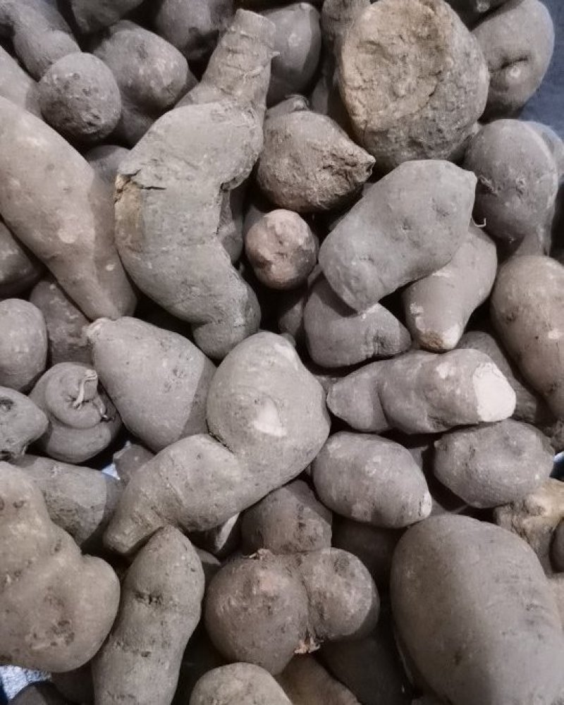 三叶青优质无硫三叶青产地直销常年批发中药材花茶