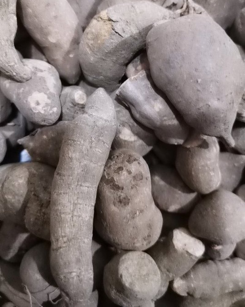 三叶青优质无硫三叶青产地直销常年批发中药材花茶