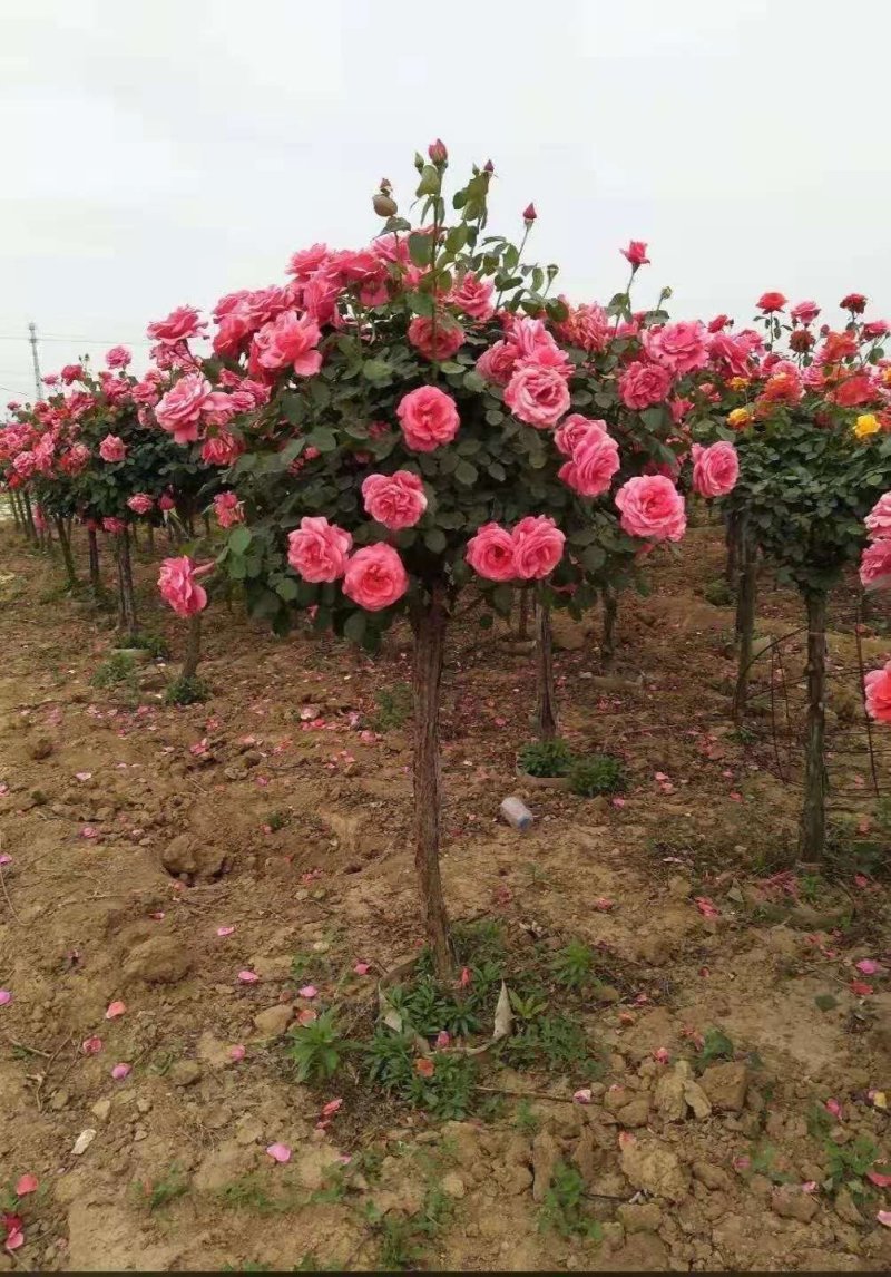 独干月季。大花月季，一到五公分独干！四季开花！洛阳牡丹