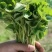 【草莓苗】丰香草莓苗包品种价格底基地提供技术指导