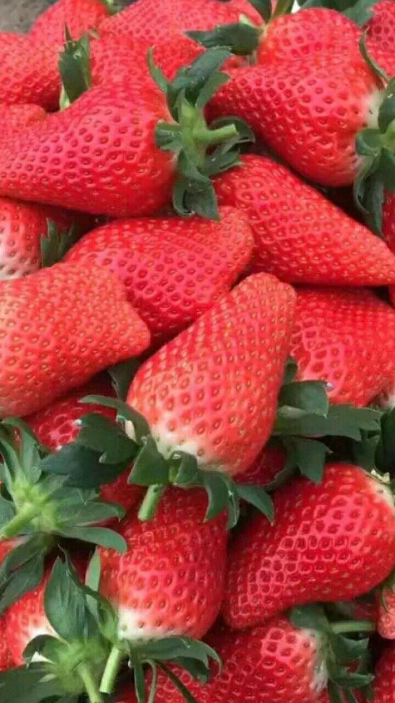 【草莓苗】丰香草莓苗包品种价格底基地提供技术指导