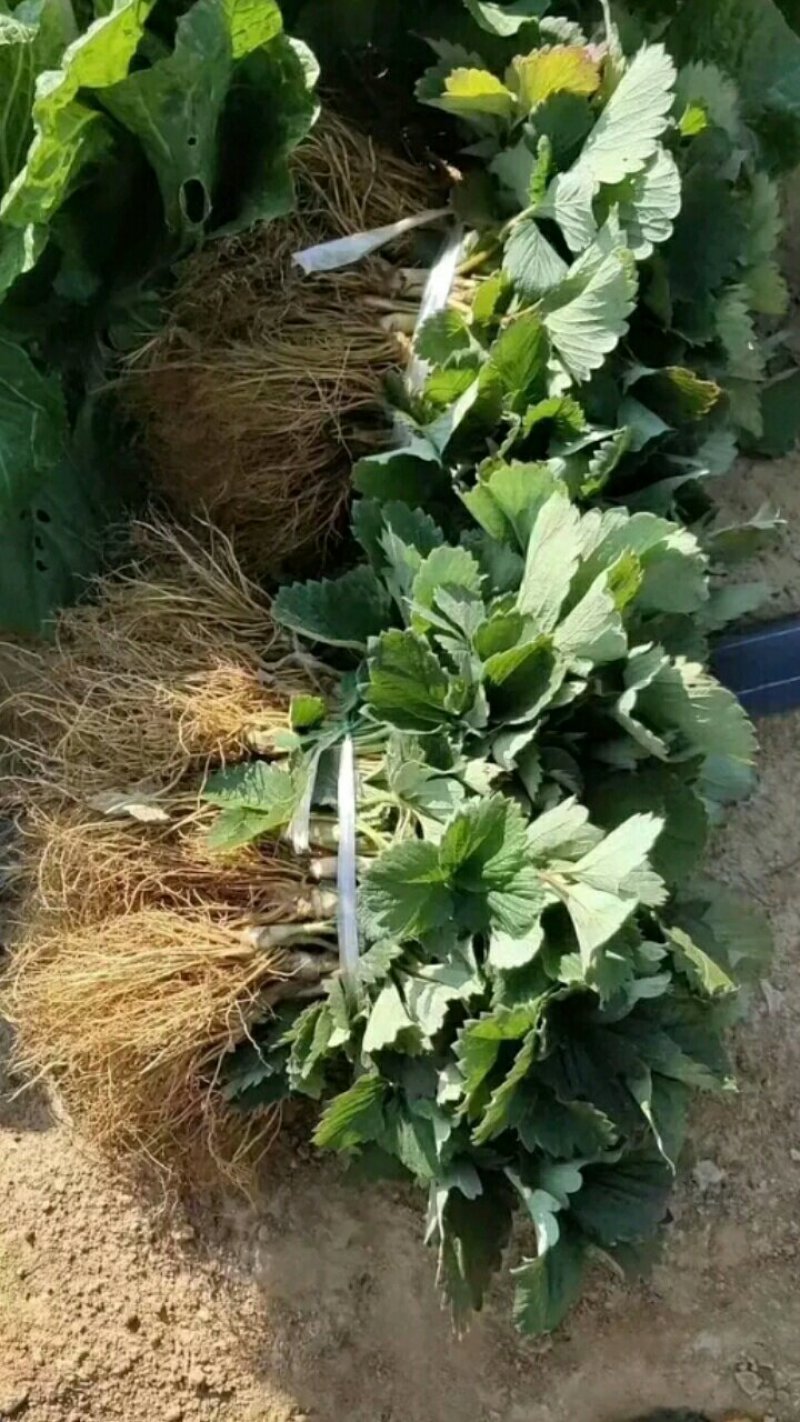 【草莓苗】丰香草莓苗包品种价格底基地提供技术指导