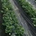 【草莓苗】丰香草莓苗包品种价格底基地提供技术指导