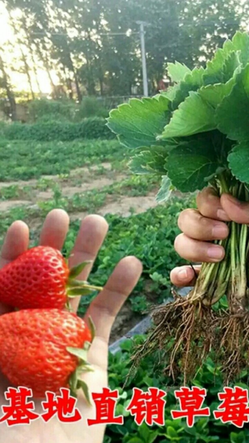 【草莓苗】丰香草莓苗包品种价格底基地提供技术指导
