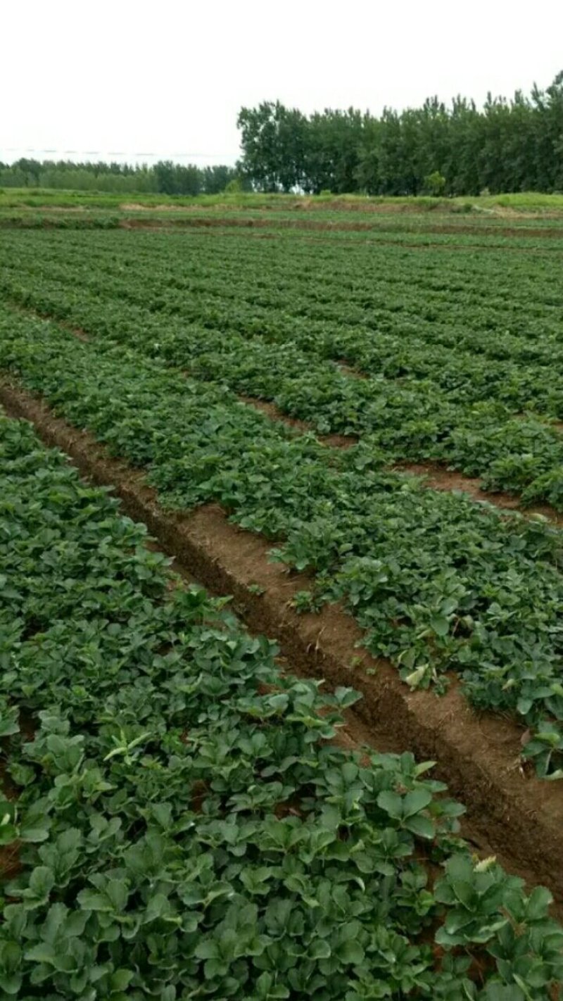 【草莓苗】丰香草莓苗包品种价格底基地提供技术指导