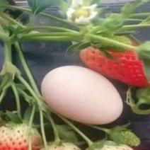 【草莓苗】丰香草莓苗包品种价格底基地提供技术指导