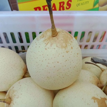 大量供应冠县水晶鸭梨/鸭梨产区纸袋鸭梨、各种包装对接供货