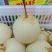 大量供应冠县水晶鸭梨/鸭梨产区纸袋鸭梨、各种包装对接供货