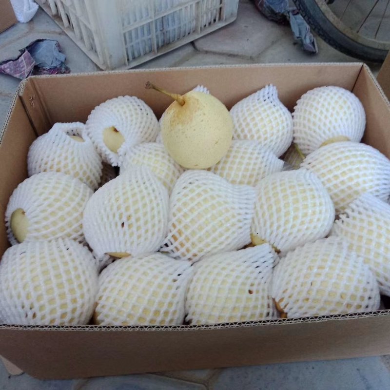 大量供应冠县水晶鸭梨/鸭梨产区纸袋鸭梨、各种包装对接供货