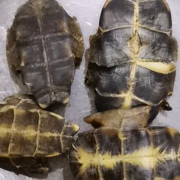 龟板旱龟板水龟板康辰药业批发各种中药材