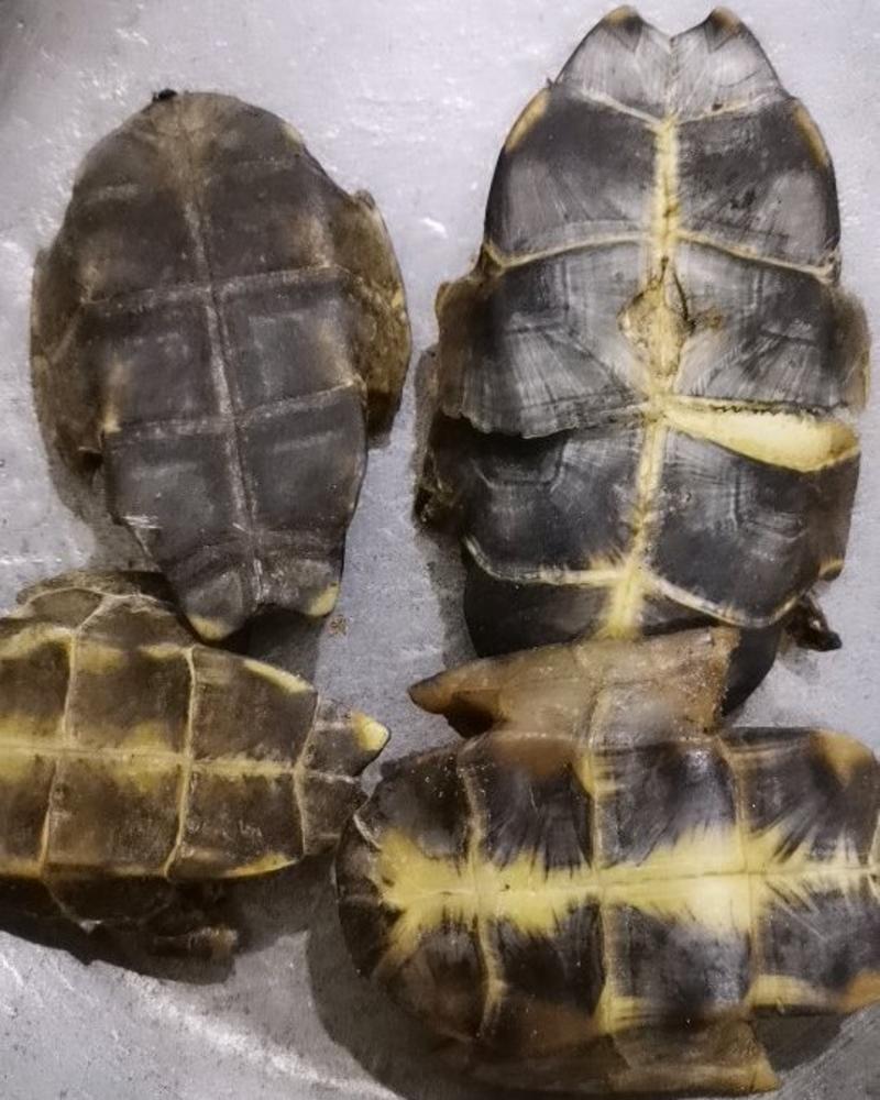 龟板旱龟板水龟板康辰药业批发各种中药材