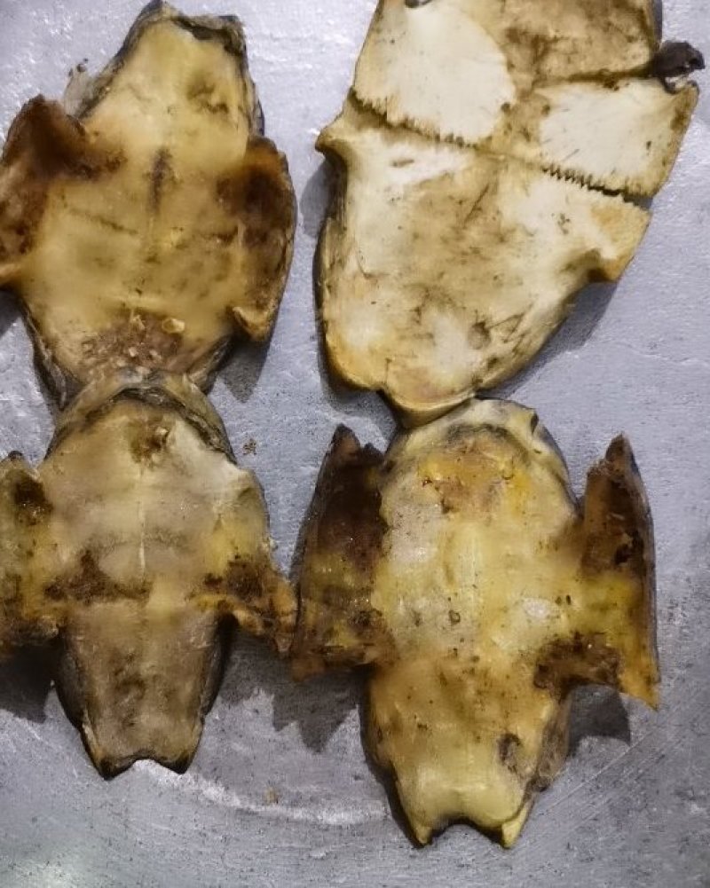 龟板旱龟板水龟板康辰药业批发各种中药材